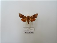 藏品(楓天蛾)的圖片